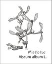 Mistletoe hand drawn ink botanical illustration. Vector black and white drawing of mistletoe branch with leaves and