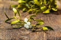 Mistletoe herb Royalty Free Stock Photo