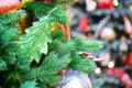 Mistletoe leaf hanging as decoration on a green Christmas tree, close-up. Oak leaf