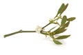 Mistletoe Leaf Sprig with Berries