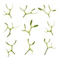 Mistletoe Leaf Sprigs Druid Symbol of Vitality