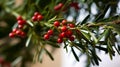 Mistletoe Magic: A Close-Up of Red Berries and Green Leaves on a White Ceiling