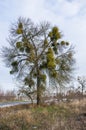 Mistletoe parasite plant