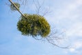 Mistletoe parasite plant