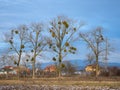 Mistletoe parasite plant