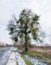 Mistletoe parasite plant