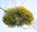 Mistletoe parasite plant