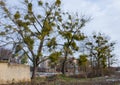 Mistletoe parasite plant