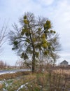 Mistletoe parasite plant