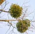 Mistletoe parasite plant