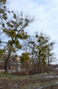 Mistletoe parasite plant