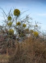 Mistletoe parasite plants