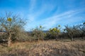 Mistletoe parasite plants