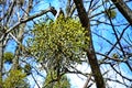 Mistletoe parasite of trees