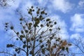 Mistletoe parasite of trees