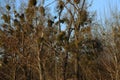 Mistletoe parasitizing on the tree Royalty Free Stock Photo