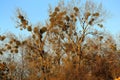 Mistletoe parasitizing on the tree Royalty Free Stock Photo