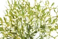 Mistletoe Plant Royalty Free Stock Photo