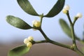 Mistletoe plant close-up Royalty Free Stock Photo