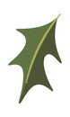 Mistletoe plant leaf Christmas element Royalty Free Stock Photo