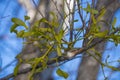 Mistletoe plant Royalty Free Stock Photo