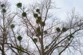 Mistletoe plant in tree, Christmas nature scene