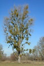 Mistletoe Viscum album on Poplar Tree,Rhineland,Germany
