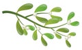 Mistletoe plant with white berry and green leaf