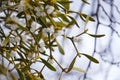 Mistletoe is a semi-parasitic plant that grows on the branches of trees. Close up view Mistletoe with white berries