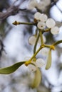 Mistletoe is a semi-parasitic plant that grows on the branches of trees. Close up view Mistletoe with white berries Royalty Free Stock Photo