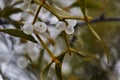 Mistletoe is a semi-parasitic plant that grows on the branches of trees. Close up view Mistletoe with white berries Royalty Free Stock Photo