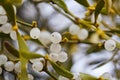 Mistletoe is a semi-parasitic plant that grows on the branches of trees. Close up view Mistletoe with white berries Royalty Free Stock Photo