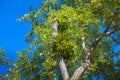 Zagreb, Croatia Ã¢â¬â October 2018. Mistletoe semi parasitic plants attached to their host tree, through which they extract water