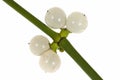 Mistletoe sprig with berries Royalty Free Stock Photo