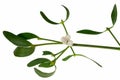 Mistletoe sprig with berries and leafs Royalty Free Stock Photo