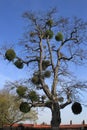 Mistletoe tree