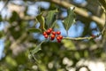 A Mistletoe Tree