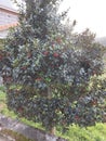 A mistletoe tree in a garden