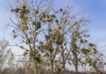 Mistletoe on Trees