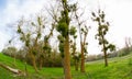 Mistletoe trees in Danube Delta