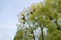 Mistletoe on trees