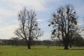 The Mistletoe Trees - Somerset, UK