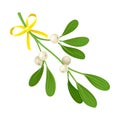 Mistletoe Twig With Berries Tied With Festive Silk Ribbon Vector Illustration