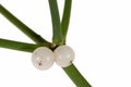 Mistletoe twig and berry Royalty Free Stock Photo