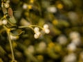 Mistletoe twig with white berries. Royalty Free Stock Photo