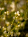 Mistletoe twig with white berries. Royalty Free Stock Photo