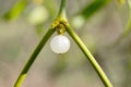 mistletoe berry close up Royalty Free Stock Photo