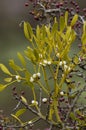 Mistletoe - Viscum album growing on Hawthorn Royalty Free Stock Photo