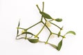 Mistletoe Viscum album isolated on white background Royalty Free Stock Photo