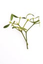 Mistletoe Viscum album isolated on white background Royalty Free Stock Photo